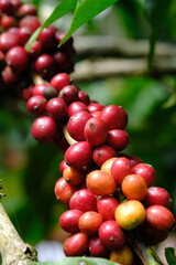 Coffea canephora is a species of coffee plant originating from central and western sub-Saharan Africa. It is a species of flowering plant in the Rubiaceae family. Ripe coffee beans in tree branch. 