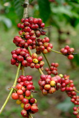 Coffea canephora is a species of coffee plant originating from central and western sub-Saharan Africa. It is a species of flowering plant in the Rubiaceae family. Ripe coffee beans in tree branch. 