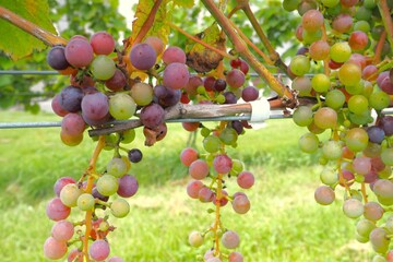 Winery, Ikeda Town, Tokachi, Hokkaido