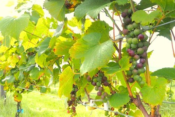Winery, Ikeda Town, Tokachi, Hokkaido