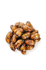 Cicadas Caught in Henan Province Mountains - Traditional Chinese Edible Insects Delicacy