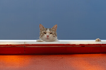 A cute cat looking down from the edge of a red roof.
