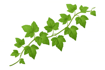 Verdant ivy branch spreading vibrant green leaves across clean white backdrop