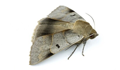 Minucia lunaris moth, lunar double stripe or brown underwing on white background close up