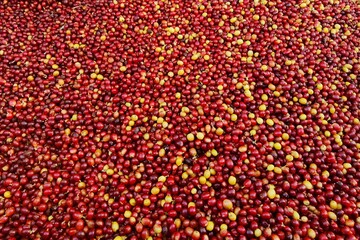 close up of fresh coffee beans for background                 