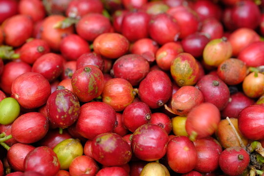 Coffee is an agricultural industrial crop that is made into a drink from brewing coffee beans that have been roasted and ground into powder. fresh coffee bean. 