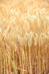Mature golden wheat field ready for harvest in warm sunlight