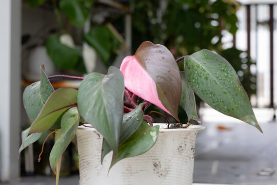 A close-up of a potted Philodendron 'Pink Princess' plant, featuring its dark green and pink leaves