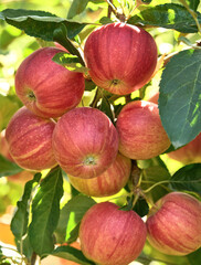 Apples with leaves in the garden in closeup