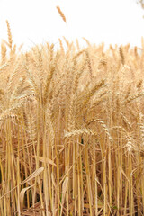 Golden Ripe Wheat Field Ready for Harvest in Idyllic Rural Countryside Landscape