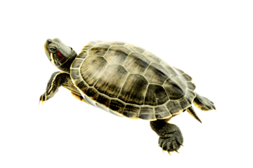 a young turtle swimming isolated on white background png, ai generated