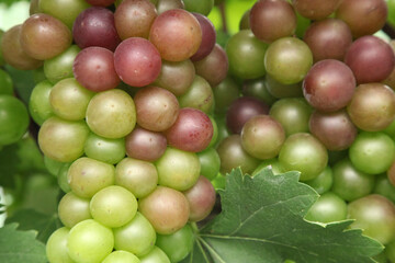 Ripening Grapes on Vine in Xinjiang Vineyard During Harvest Season - Purple and Green Fruit with Natural Leaf