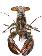 Fresh Australian Lobster Isolated on White Background - Premium Seafood Crustacean
