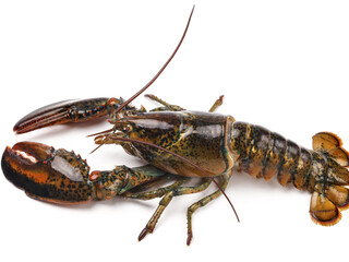 Fresh Australian Lobster Isolated on White Background for Culinary and Restaurant Use