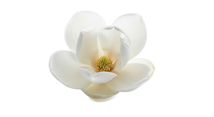 Fototapeta premium Beautiful white magnolia flower