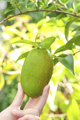 Fresh Green Mango Fruit in Cupping Hands on Tropical Tree with Deep Green Foliage