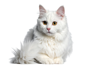 Cute White Cat Sitting with Fluffy Tail Wrapped Around Paws