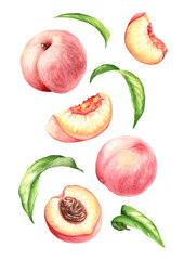 Falling fresh sweet Peaches. Hand drawn watercolor illustration isolated on white background