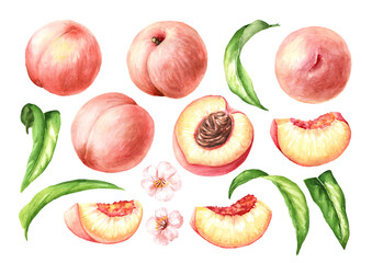 Ripe peaches with leaves, whole and sliced, set. Hand drawn watercolor illustration isolated on white background