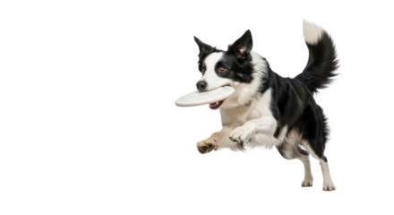 Border collie catching flying disk