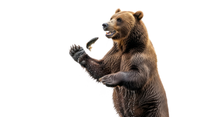 Brown bear holding fish