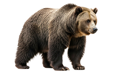 Fototapeta premium Brown bear profile portrait