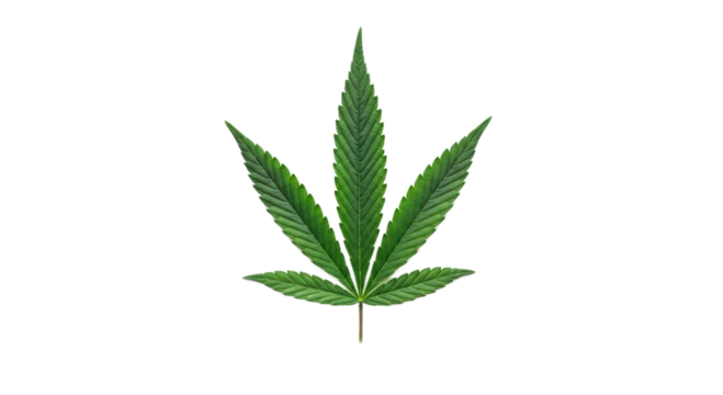 Cannabis leaf image isolated on transparent background