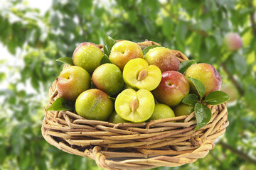 Fresh Ripe Plums in Wicker Basket with Half Cut Fruit Showing Pit and Green Leaves