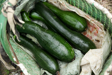 Freshly Picked Green Zucchini and Cucumbers in Rustic Woven Basket