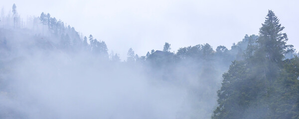 Pine trees black stylized silhouette photo