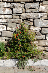 Small bush of ornamental pomegranate with red flowers and fruits close-up