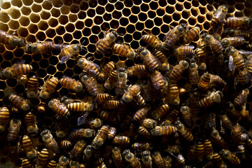 Close up of honeybees (Apis mellifera) on a honeycomb, honey bee nest, hives, from natural rain...