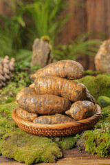 Fresh Dug Muddy Potatoes in Wicker Basket on Moss - Organic Farm Harvest Display