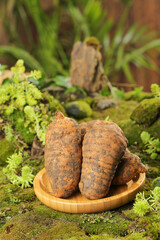 Fresh Organic Carrots in Wooden Bowl on Mossy Garden Ground with Natural Alpine Vegetation