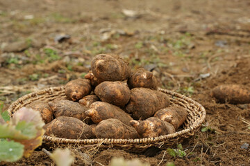 Fresh Harvested Potatoes in Wicker Basket on Farm Soil - Organic Agricultural Produce
