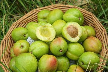 Fresh Green Apricots in Wicker Basket on Grass Meadow - Summer Fruit Harvest