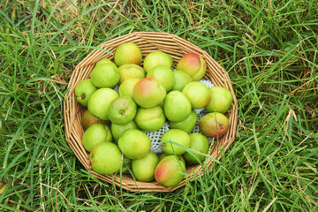 Fresh Organic Apricots and Pears in Wicker Basket on Green Grass - Healthy Farm Harvest Concept