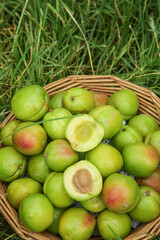 Fresh Green Apricots in Wicker Basket on Grass - Organic Summer Fruit Harvest