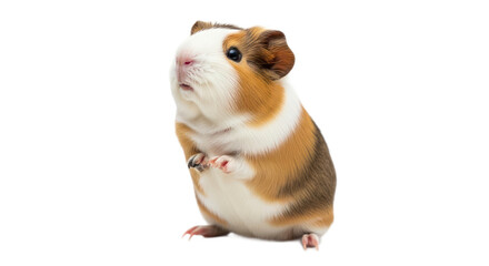 Cute guinea pig looking upward