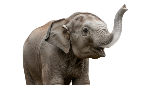 Cute young elephant portrait