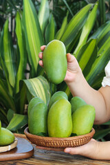 Fresh Green Mangoes in Wicker Basket with Tropical Leaves Background - Organic Fruit Harvest