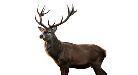 Deer with antlers in golden light