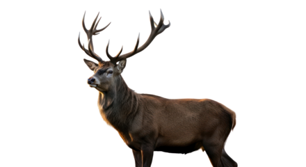 Deer with antlers in golden light