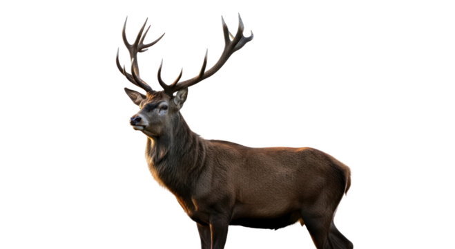 Deer with antlers in golden light