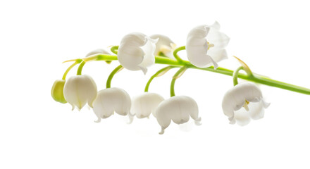 Delicate lily of the valley branch