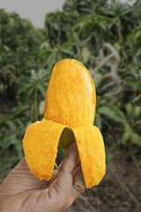 Fresh Ripe Mango Fruit Slices Held in Hand with Tropical Palm Trees Background