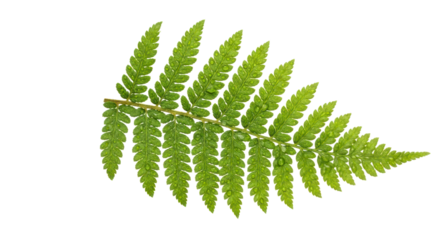 Detailed fern frond with water droplets