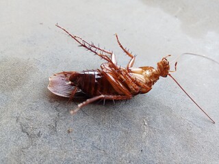 A cockroach likes dirty and smelly places 