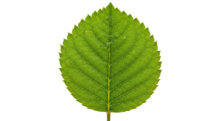 Detailed green leaf image