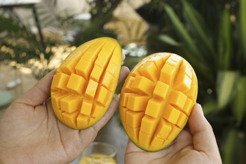 Fresh Cut Mango Fruit Halves in Hands with Tropical Palm Leaves Background